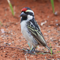 Pied Barbet